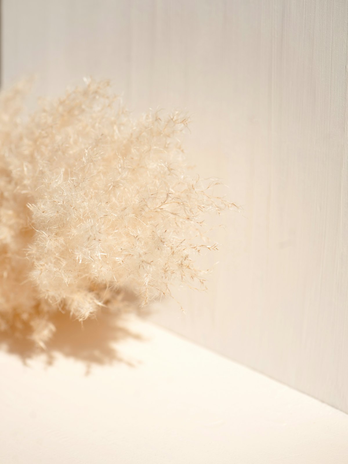 Getrocknete Blüte vor einer hellen Wand