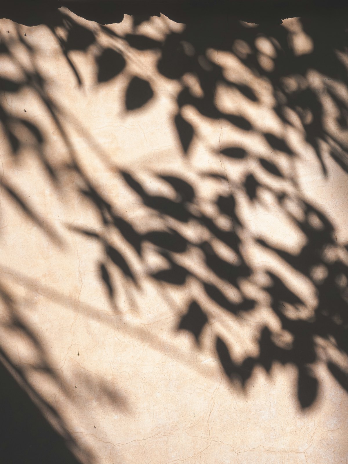 Schatten von Blättern auf einer warmen Wand